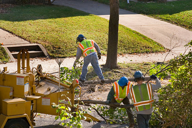 Best Fruit Tree Pruning  in Tarpon Springs, FL